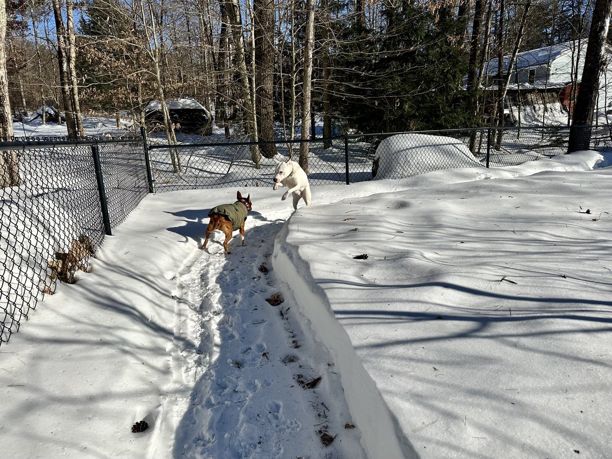 MrsSHTF_NH's tweet photo. Jett & Sonnyโ๏ธ๐๐ถ๐โ๏ธ #weekendvibes #petsbringustogether #weeklyfluff #love #chewy #dogoftheday #thebestisyettocome #pocketpit #pitbullmix #pitbulls https://t.co/EUd5xqyrvc