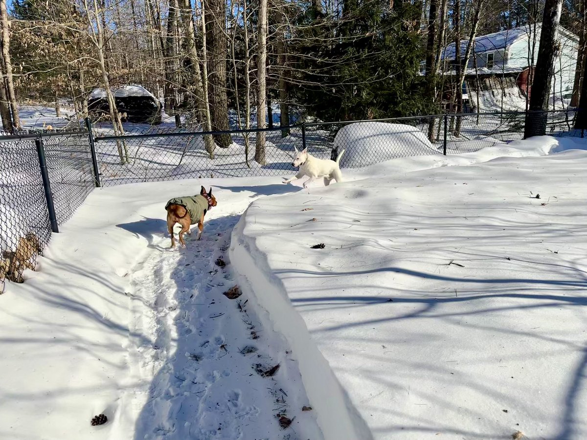 MrsSHTF_NH's tweet photo. Jett & Sonnyโ๏ธ๐๐ถ๐โ๏ธ #weekendvibes #petsbringustogether #weeklyfluff #love #chewy #dogoftheday #thebestisyettocome #pocketpit #pitbullmix #pitbulls https://t.co/EUd5xqyrvc