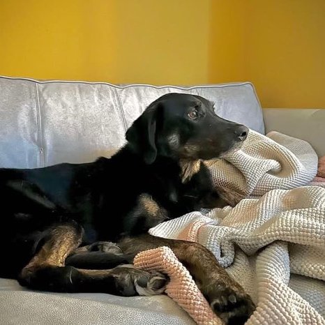 AdoptionsUk's tweet image. Please retweet to help Logan find a home - currently in #SPALDING #LINCOLNSHIRE #UK 
Available for adoption, registered British Charity✅
Sadly Logan&apos;s owner has passed away. 
ARE YOU LOGAN’S FOREVER PERSON? 💔😭
• Age: 8 years old
• Weight: 30kg
• Neutered: Yes
•…