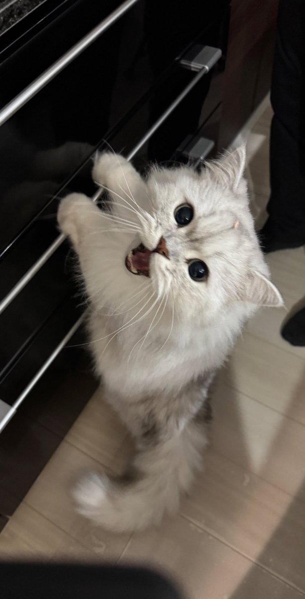 haruno0601's tweet photo. #猫の日 #猫の日2025 https://t.co/FSiyfPiDcb