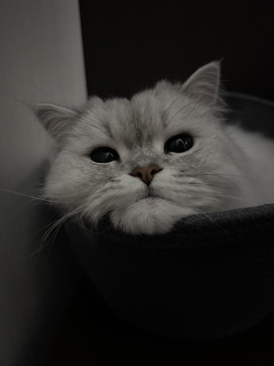 haruno0601's tweet photo. #猫の日 #猫の日2025 https://t.co/FSiyfPiDcb