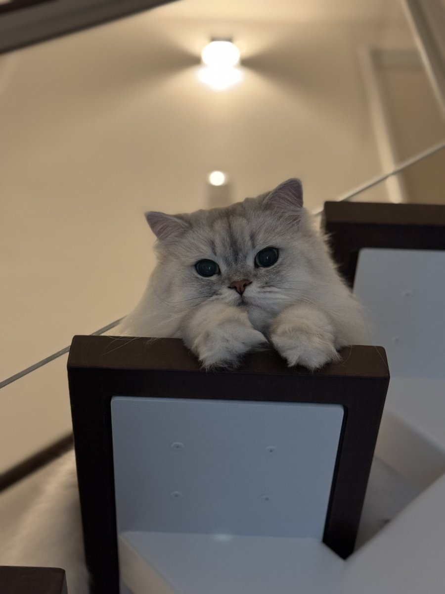haruno0601's tweet photo. #猫の日 #猫の日2025 https://t.co/FSiyfPiDcb