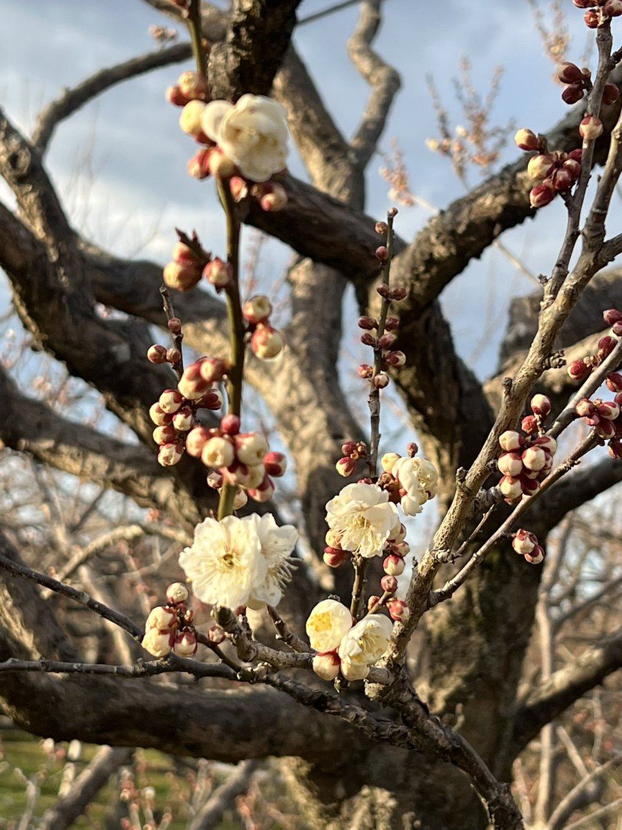 ryuta918's tweet photo. 偕楽園少し咲いてます🌸

#水戸大使  #総合格闘技 #偕楽園 #MMA #ブラジリアン柔術 #キックボクシング #茨城県水戸市千波 #GRACHAN初代ウェルター級チャンピオン #rbloodmmaacademy #1971年生まれ  #現役の総合格闘家 #MrDEEP https://t.co/B1p6DKWHqy