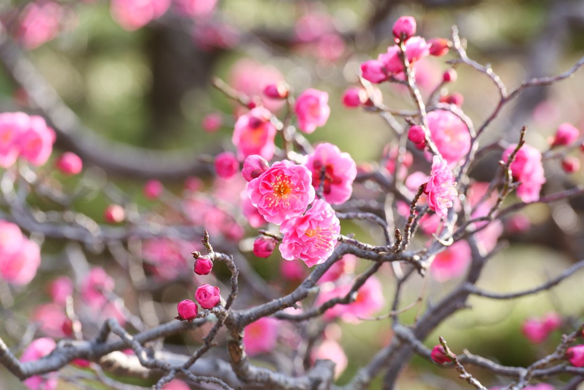 京都 智積院の梅
境内では３本ほど紅梅がいい感じに咲いていました。白梅はまだこれからのようです。
2025.02.22撮影