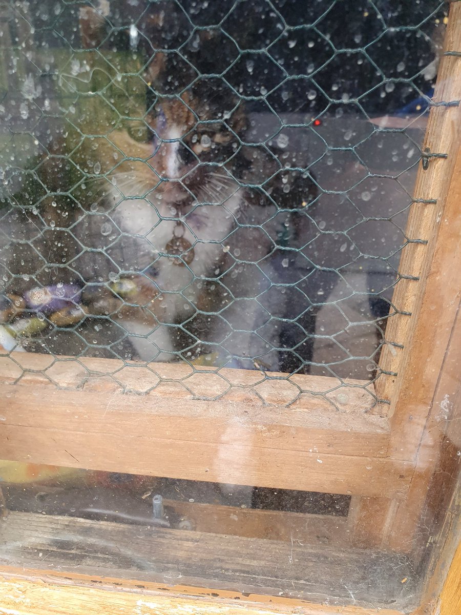 Shropshire Cat Rescue tweet media