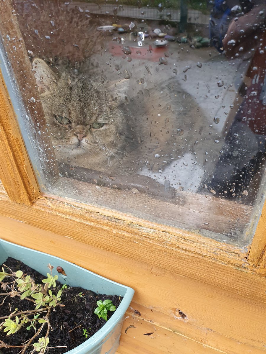 #Caturday - hurrah it looks to be a better day than yesterday. It was rainy &amp; windy &amp; the Villagers decided the best place was in the cottages. Jinkxie &amp; Harvey are happily inside looking out from the warmth #catsknowbest #inthecompanyofcats #catrescue #seniorcats #catvibes