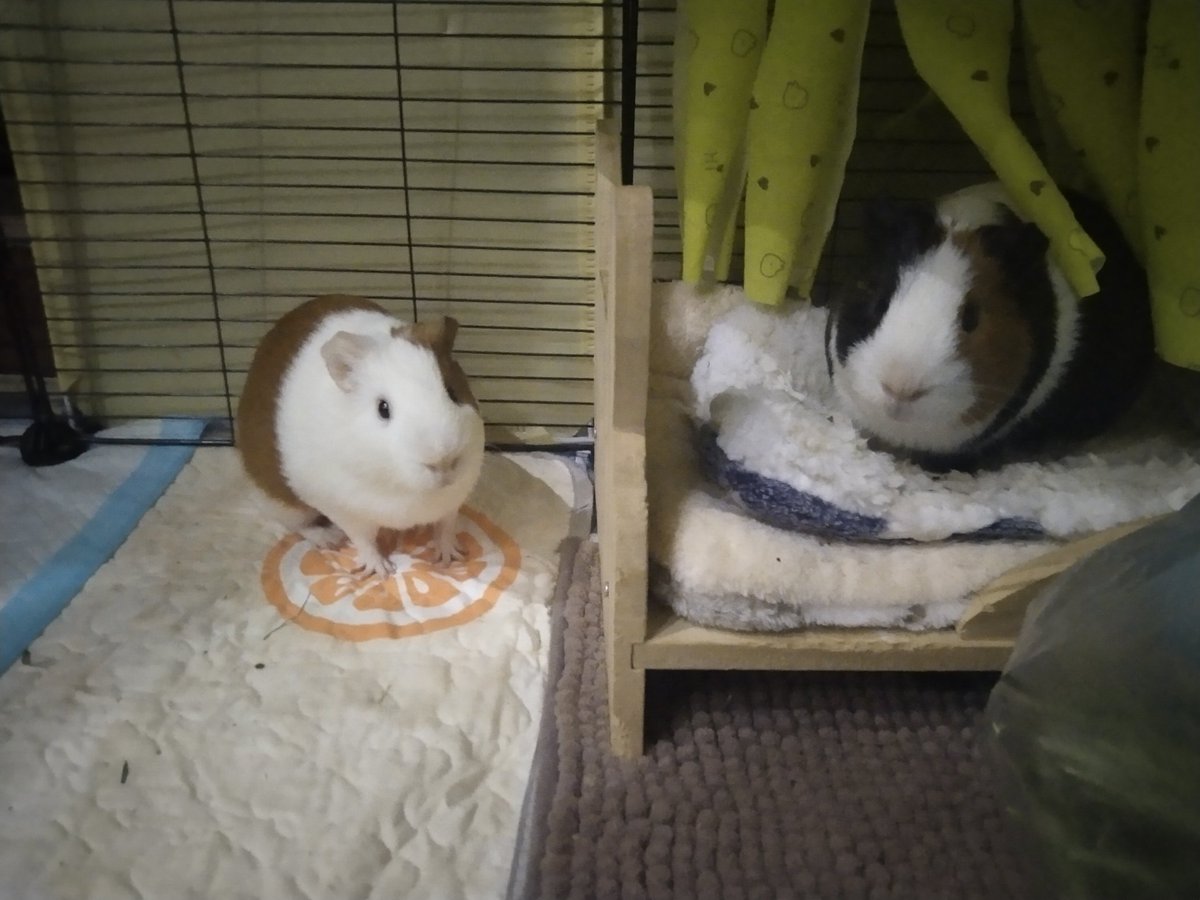 WuMie WuE tweet media