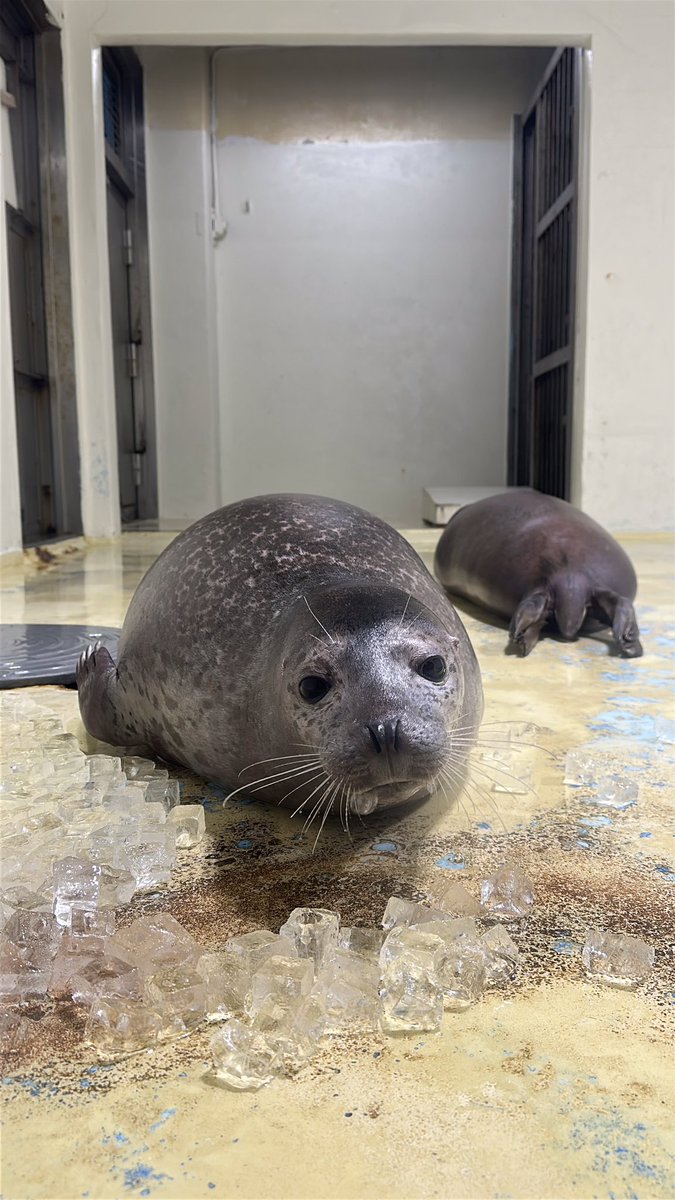 アザラシにタッチ】 いつもは水槽の中にいるゴマフアザラシに触って