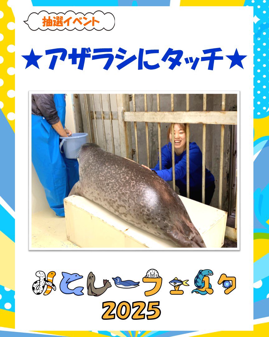 アザラシにタッチ】 いつもは水槽の中にいるゴマフアザラシに触って