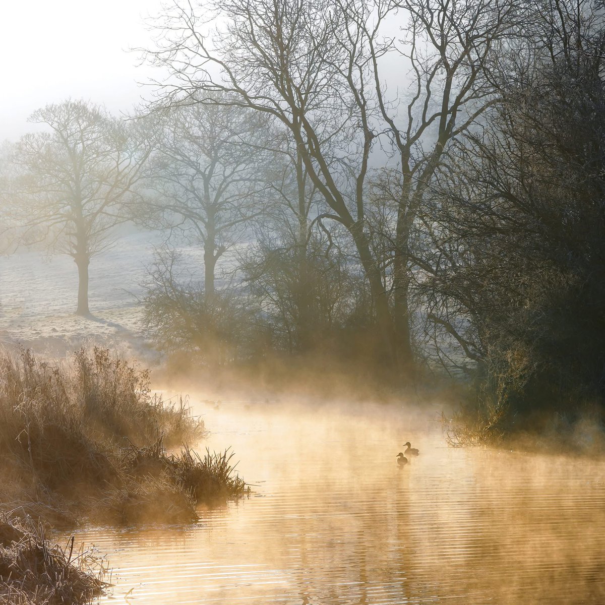 Sometimes winter mornings light up with the most delicate textures and colours. As I walked along the Cromford Canal, the mist rose up into the first rays of the sun hitting the water, the birds drifted through pools of gold, and I felt as if I'd stepped into a painting.
