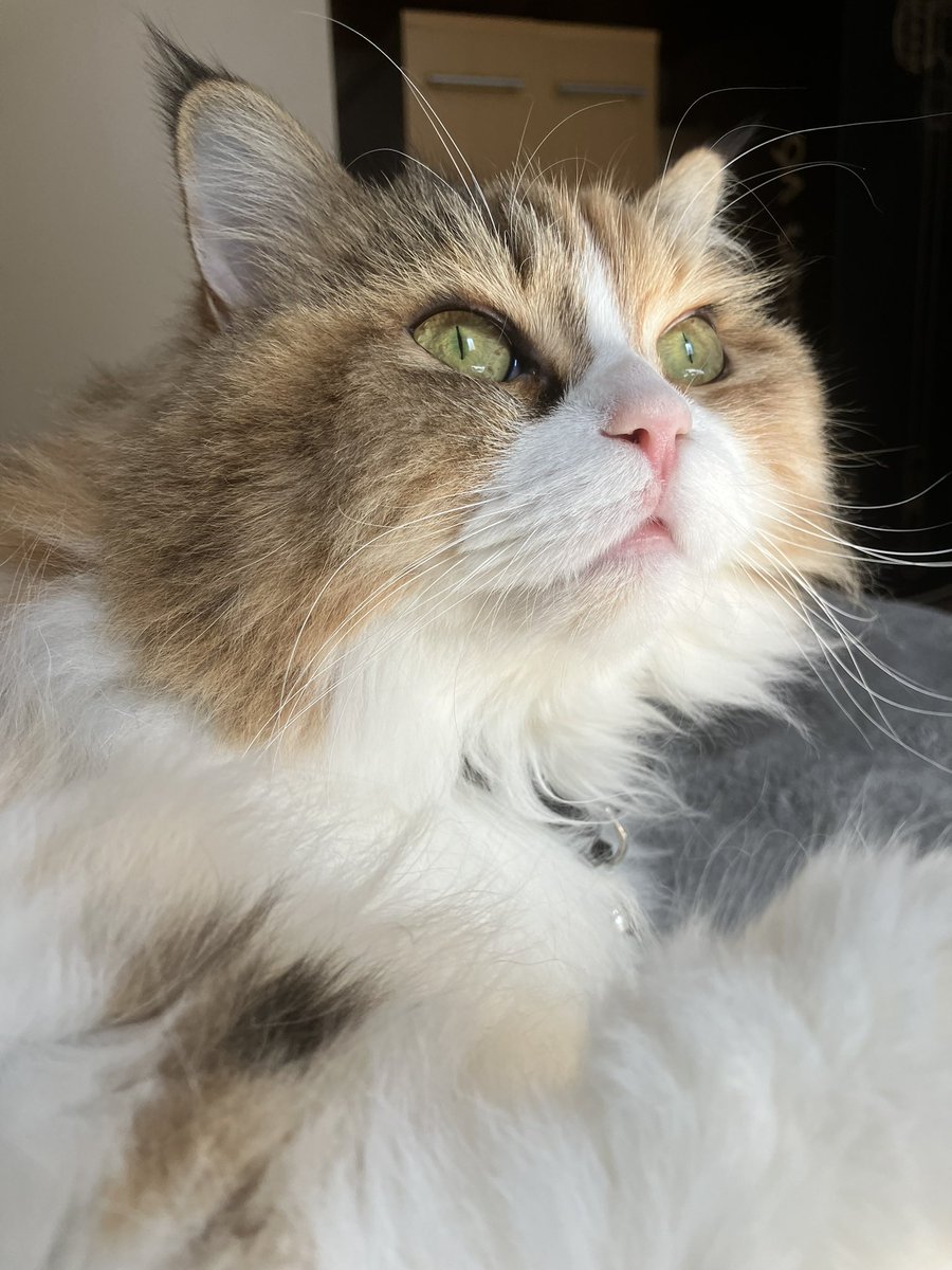 3歳のお誕生日おめでとう、琥珀。