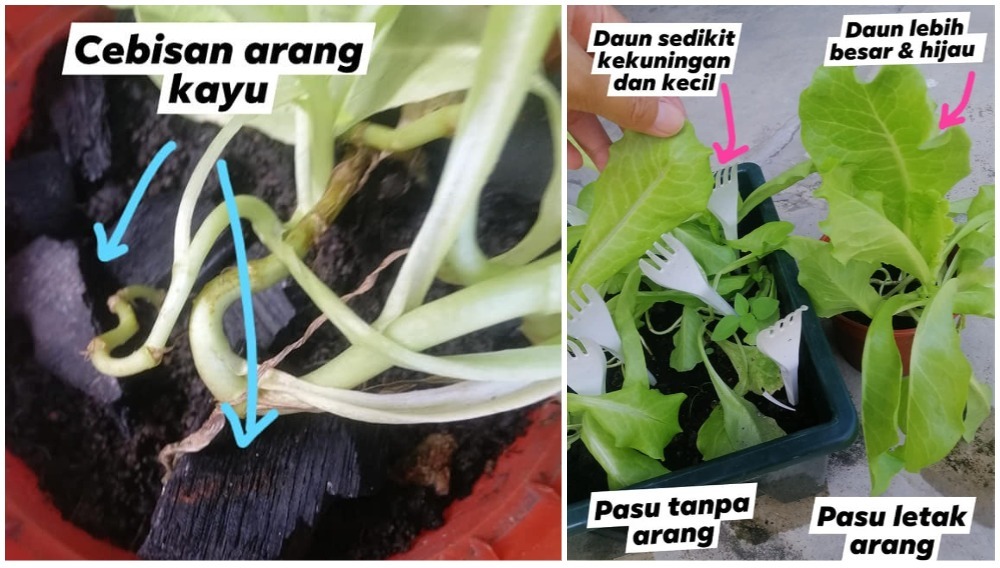 syawal's tweet photo. @nzranasr @LilyZali letak byk ketulan arang dlm peti sejuk juga.
Utk segera & sementara -- guna #febreeze ("sembunyi" bau).
//#Illustration https://t.co/4c0R9GOdUa