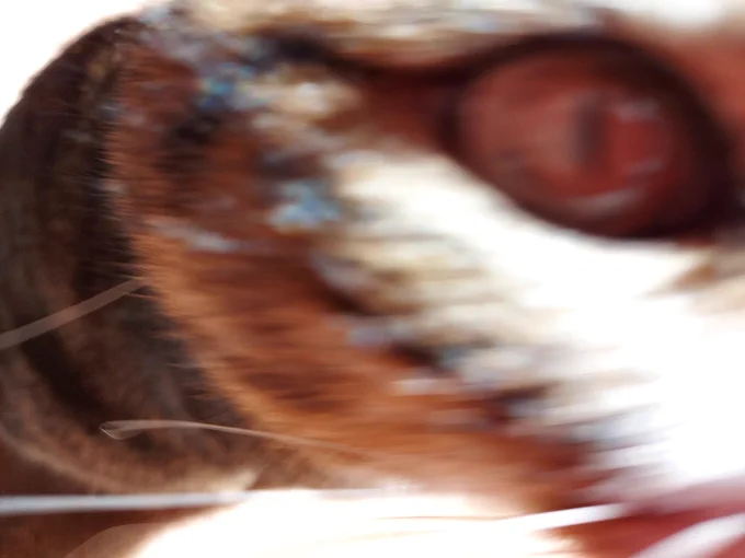 #ねこの日なので、限りなく蛇に近い猫を置いておきます 