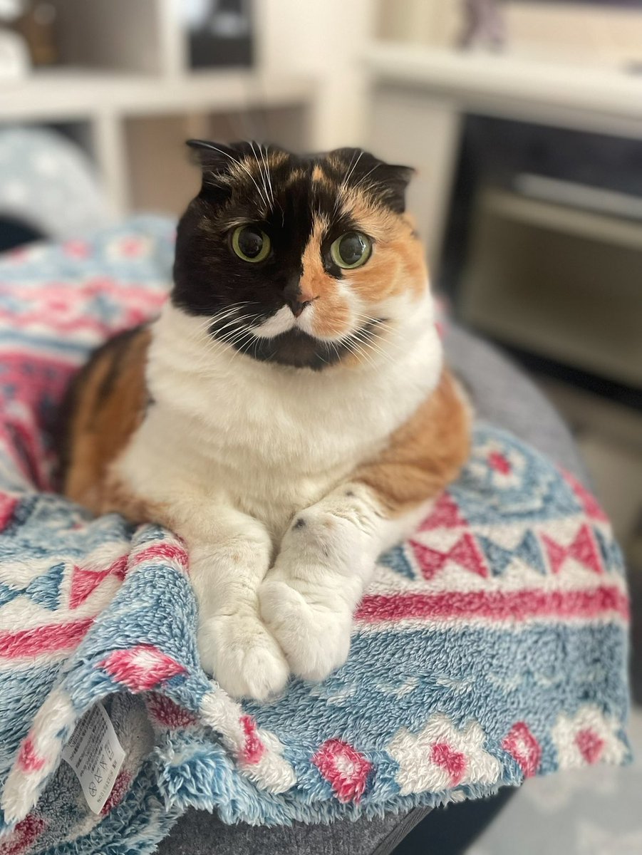 miuchibimalu's tweet photo. にゃ〜ん/•᷅•᷄\୭

#猫の日可愛いは正義
#猫の日もふもふ大作戦
#猫の日
#スコティッシュフォールド https://t.co/R3gO8tmYLA