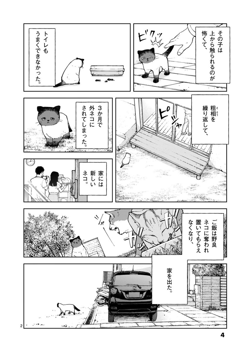 ネコの多頭飼育崩壊の実態とは…?(1/12) 