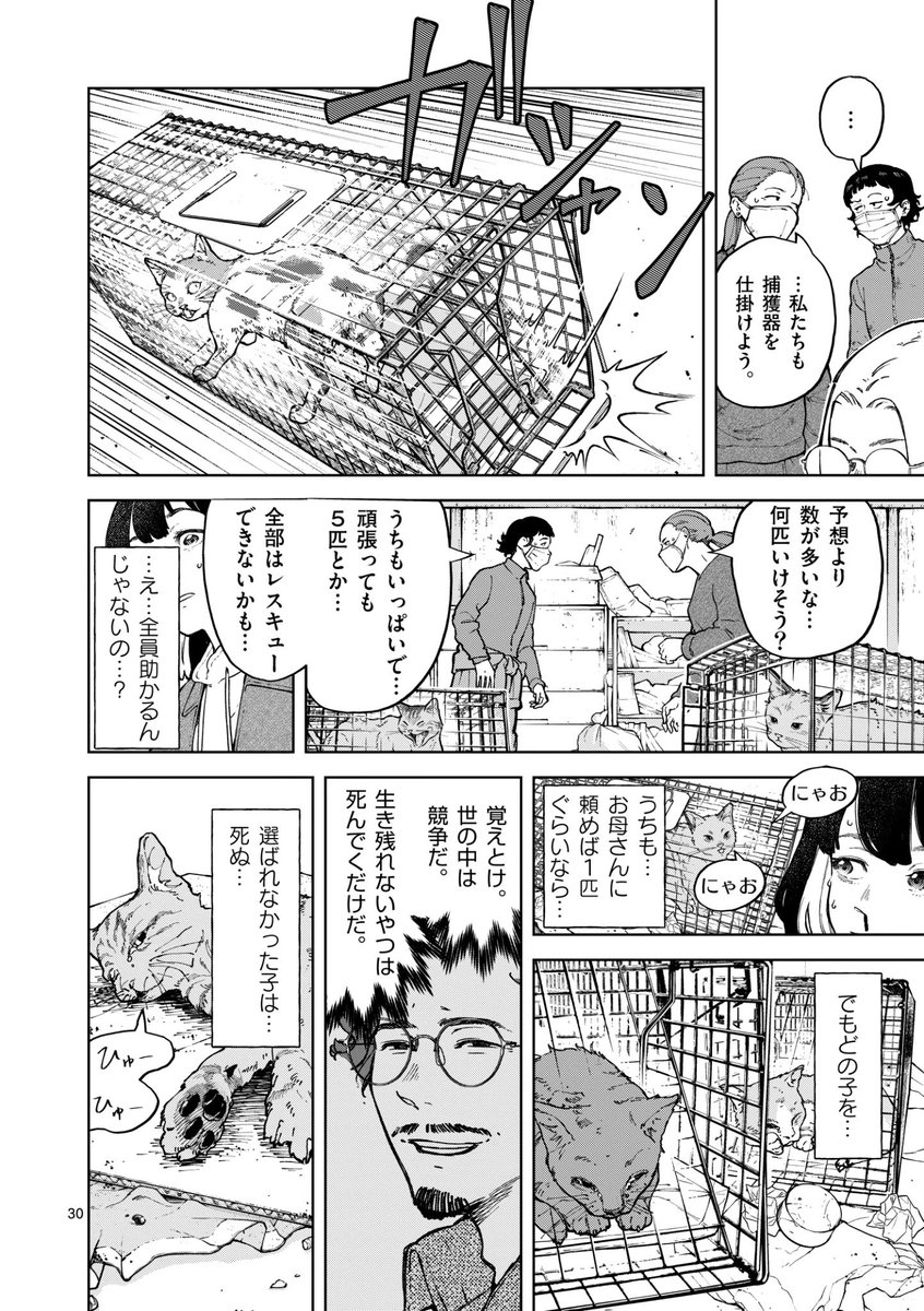 ネコの多頭飼育崩壊の実態とは…?(8/12) 