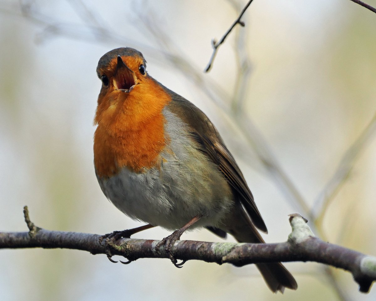 Robin singing and being nosy at Cromwell Bottom. #ThePhotoHour #TwitterNatureCommunity #wildlifephotography #NaturePhotography #BirdsOfTwitter