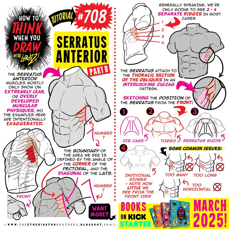EtheringtonBros's tweet photo. SERRATUS ANTERIOR Pt 2 from my tutorials BOOKS, on Kickstarter on a SECRET DATE in MARCH! The SECRET LAUNCH mailing list will open ONE FINAL TIME at the end of this month! Stay tuned! 
#anime #manga #comicart #conceptart #gamedev #animationdev #illustration https://t.co/zXzWKlK3Qs