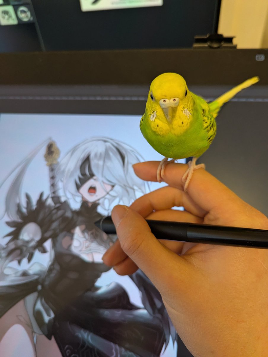Birb be drawing