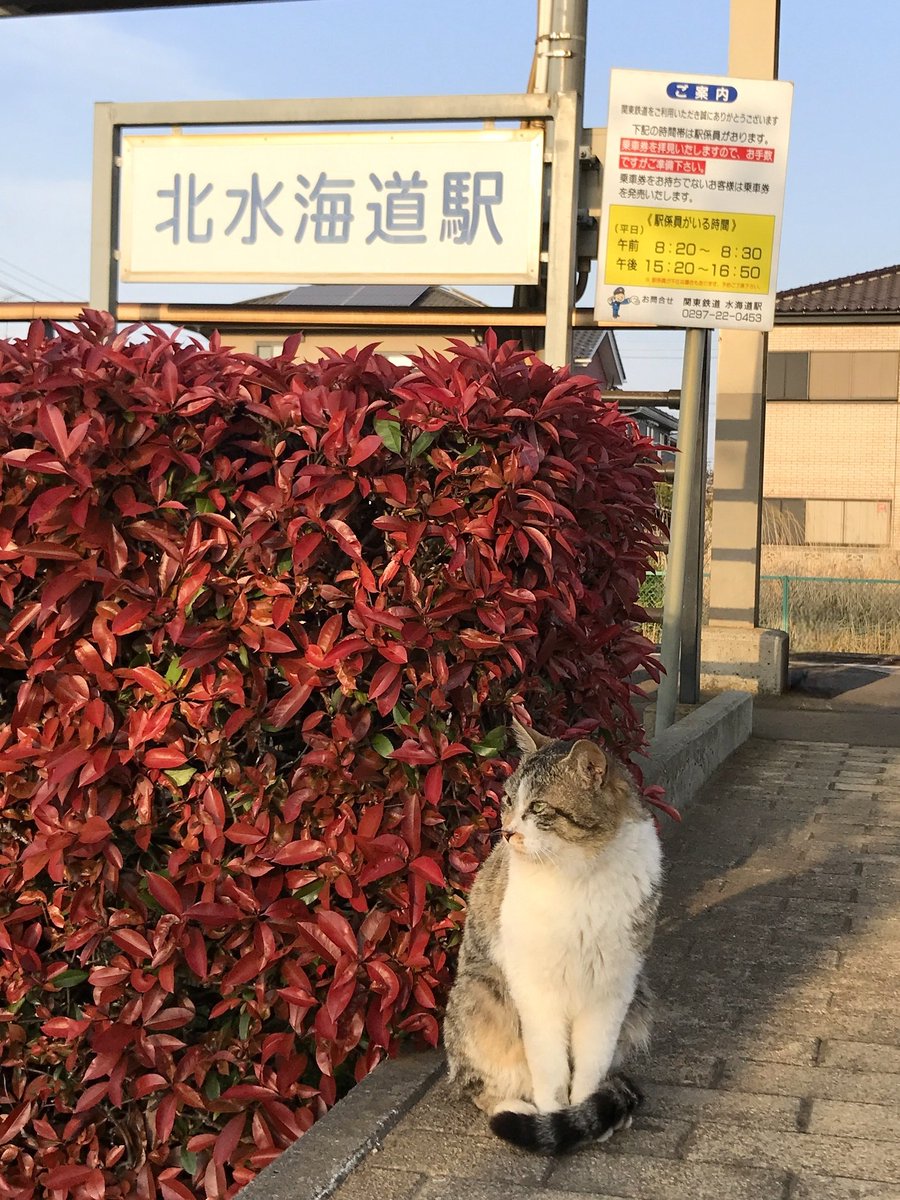 kantetsu_info's tweet photo. 今日は ＃猫の日 です🐱
かつて北水海道駅に毎日遊びに来てくれる猫ちゃんがいました💡その眼差しは遊びではなく、もしかして…ぬこ駅員さん？
#にゃんにゃんにゃんの日 #猫の日2025 https://t.co/2nVF4ZQA87