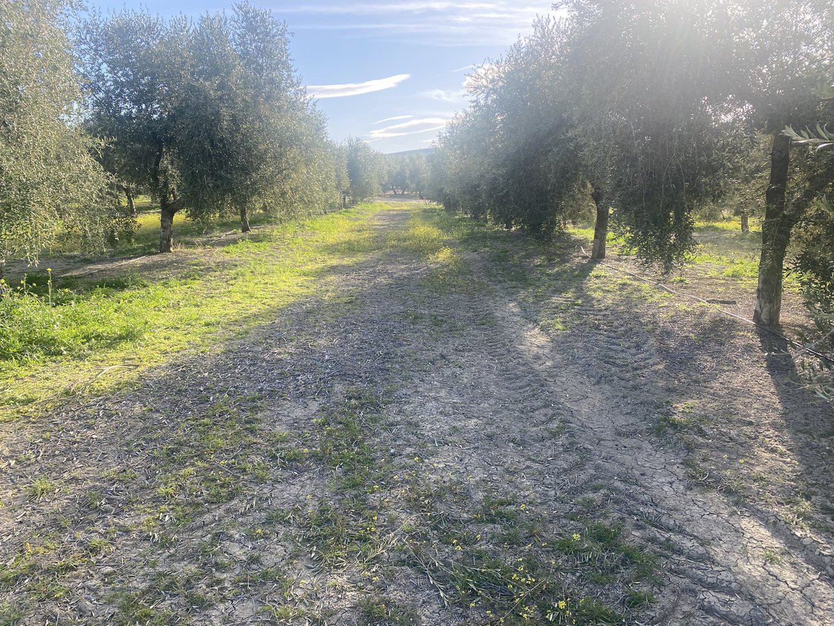 #AgropopularMaracuya Buenos días desde Cordoba donde la lluvia interrumpe las labores de poda, pero bendita lluvia, ojalá esté una semana interrumpiéndola. La respuesta es fruta de la pasión y enhorabuena a la comunidad de Madrid con las medidas fiscales
