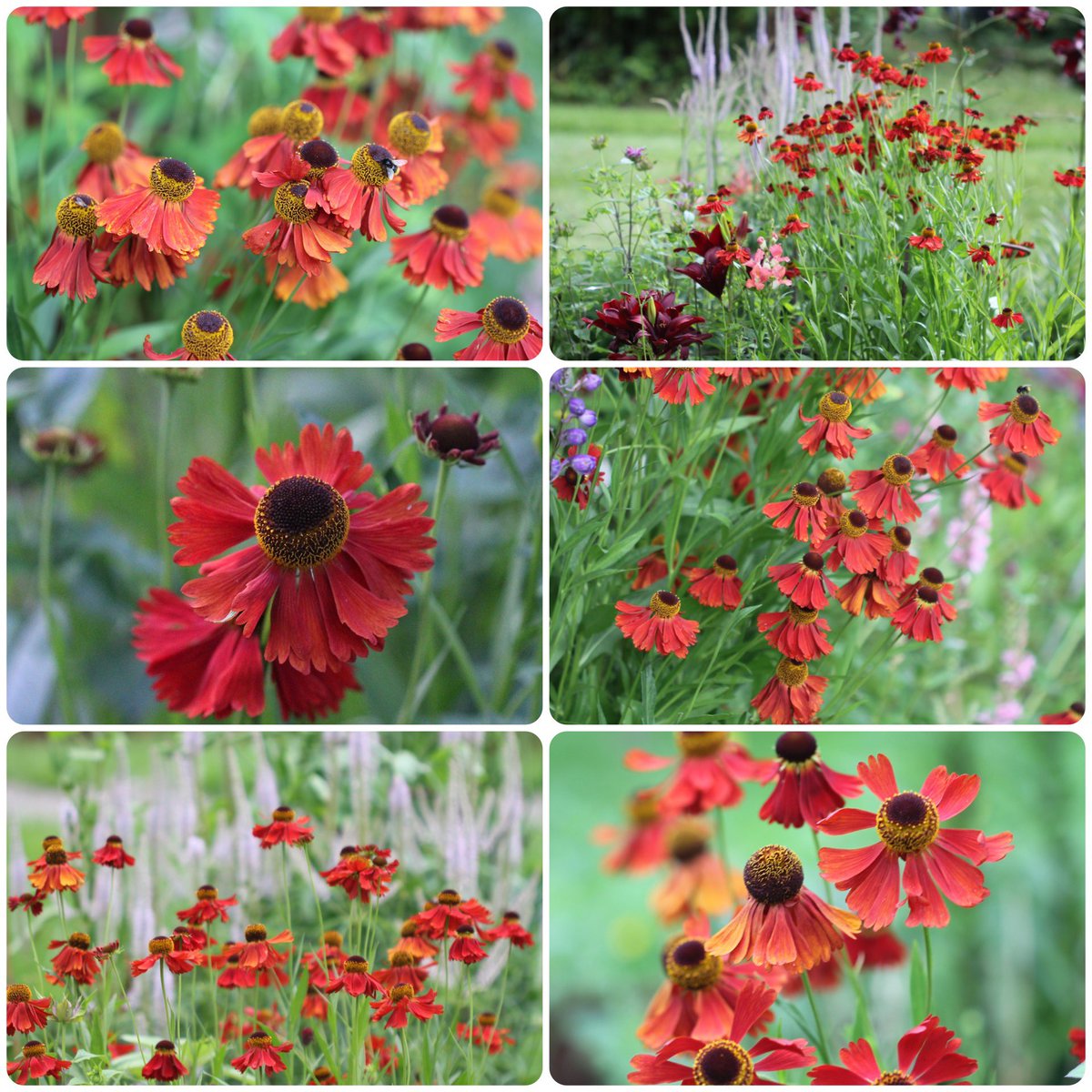jannibele's tweet photo. #Helenium ‘Moerheim Beauty’ was the first perennial I planted in my garden 16 years ago. It has a special place in my heart❤️🧡 Happy Saturday to all!
#SixOnSaturday #Sneezeweed #FlowersOnX #GardenersWorld https://t.co/6blb3zcXXt