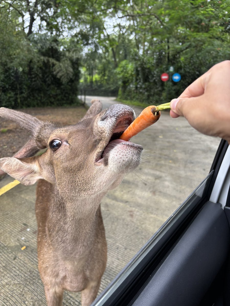 roppan2020's tweet photo. タマンサファリ🐮
インドネシアで一番良かった！ https://t.co/H675YZH9O4