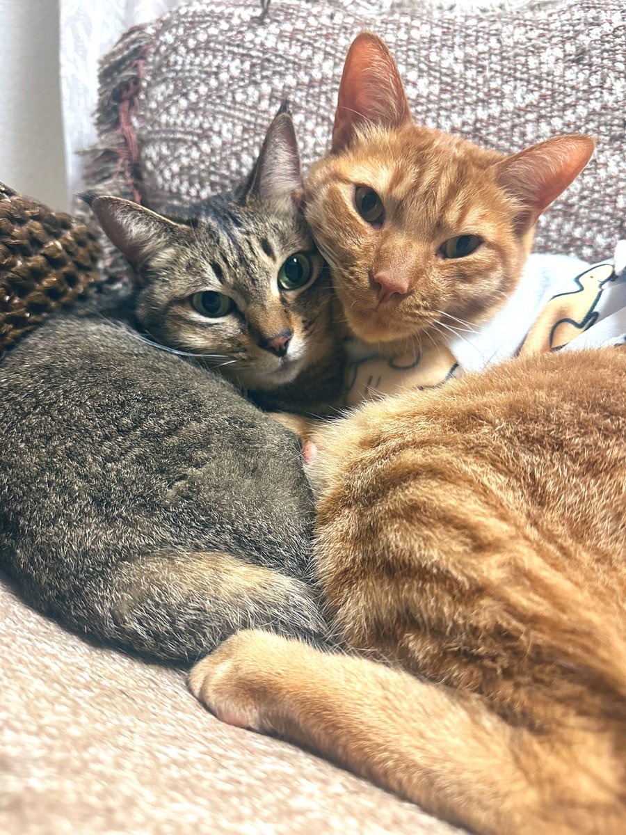 6khink618123's tweet photo. today's猫の日🐈🐈‍⬛
今宵格別だろうなあ🐾って
想い馳せて本日2つ目の現場へ‼︎
#SixTONES_CatCall 
#Nowplaying https://t.co/4x3s2wWGf3