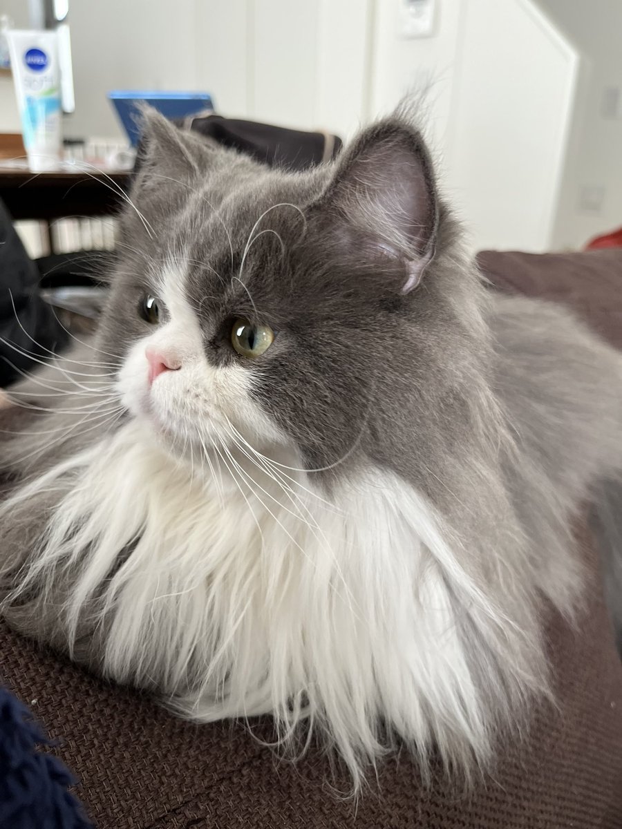 tomtomfire's tweet photo. 今日は #猫の日 と聞いたので https://t.co/Ps9Hx5lyNC