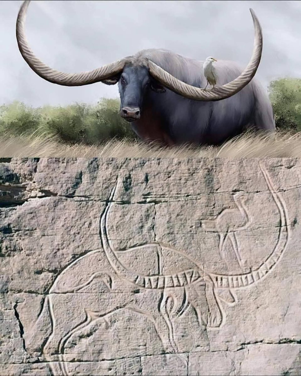 histories_arch's tweet photo. At Wadi Mathendous in Libya 🇱🇾 petroglyphs dating back around 8,000 years depict the now-extinct Syncerus antiquus, an enormous African buffalo species. This massive bovid, with horns spanning up to 3 meters from tip to tip, was the largest of its kind ever recorded in Africa.

In one striking image, a cattle egret is perched on one of its horns, reflecting a fascinating ecological relationship that still exists today between large herbivores and these birds, which feed on insects stirred up by their movement.

What makes this petroglyph particularly intriguing is that it captures not only the grandeur of this extinct species but also the ancient understanding of symbiotic relationships in nature—an early glimpse into the interconnectedness of wildlife that predates modern ecology by millennia. 

📷 : Credit to the Owner

#archaeohistories