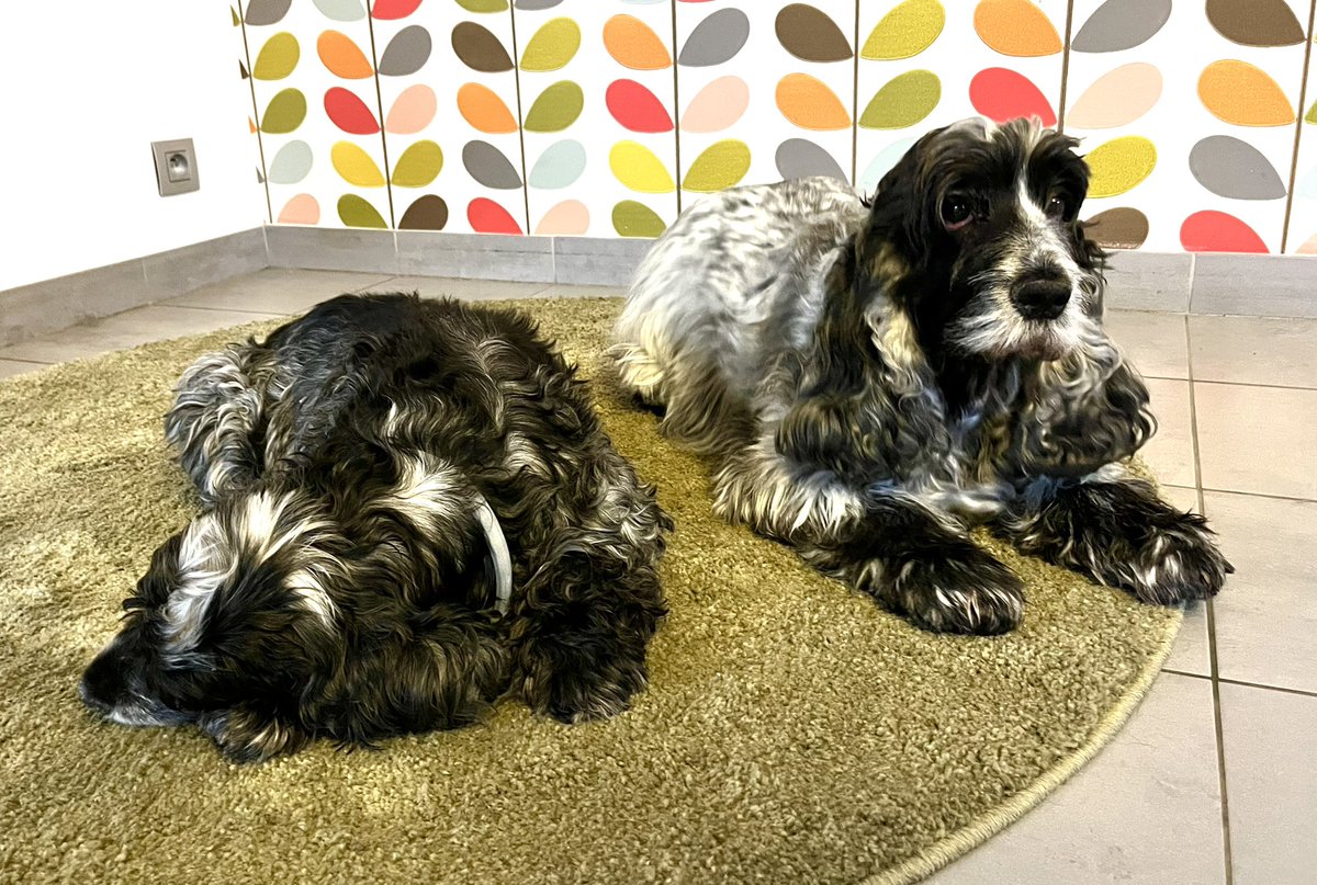 Mijn hart ligt in 1000 stukjes uiteen. We hebben heel slecht nieuws gekregen. De dierenarts sprak over weken, geen maanden. Ik hoop zo dat ze nog de lente, of zelfs de zomer haalt. De zon op haar snoet. Verdorie toch, wat kan liefde pijn doen.