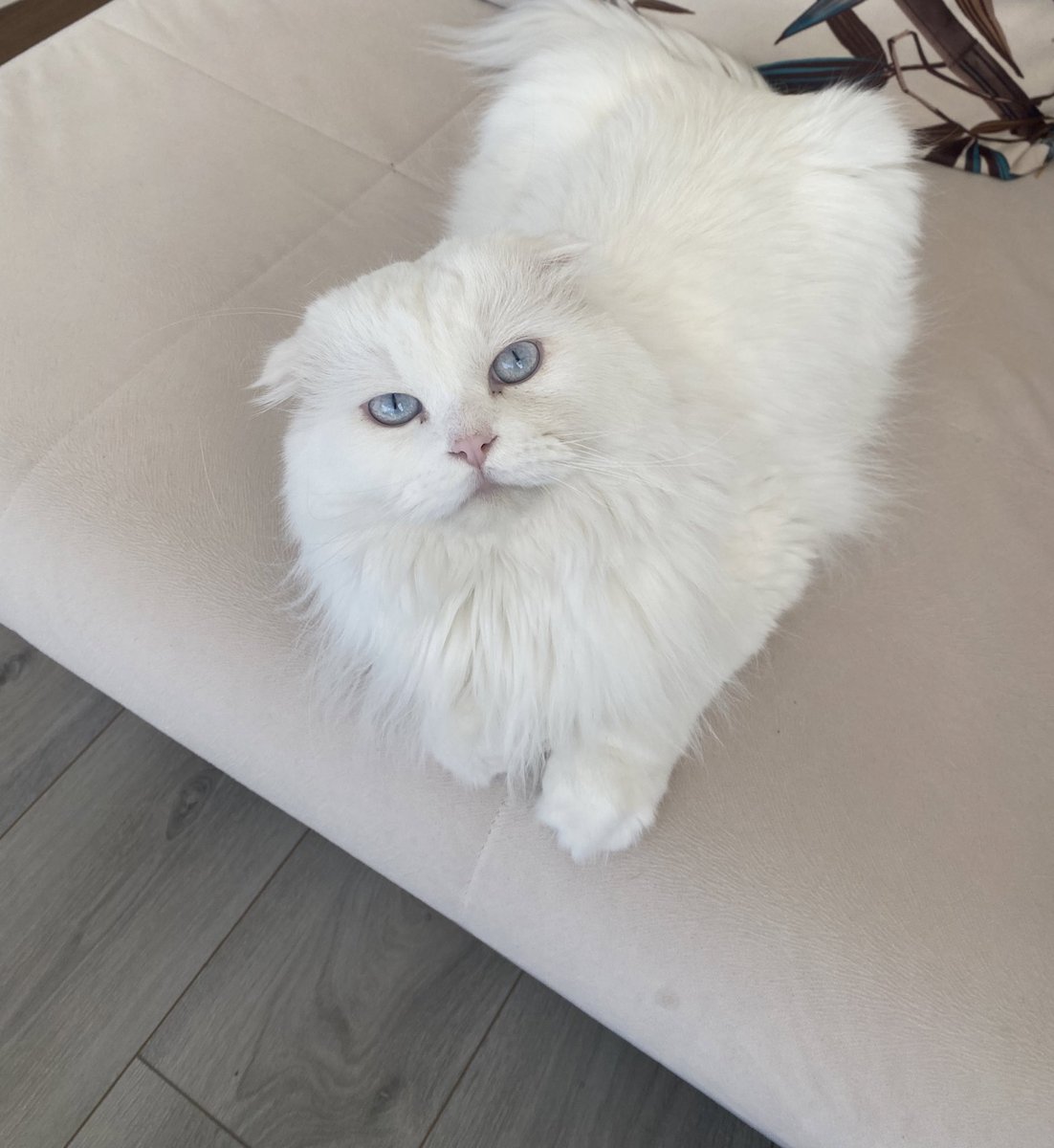 pismaniyemuji's tweet photo. Ne başımda dineliyon grsekalı https://t.co/BrCNnkSjat