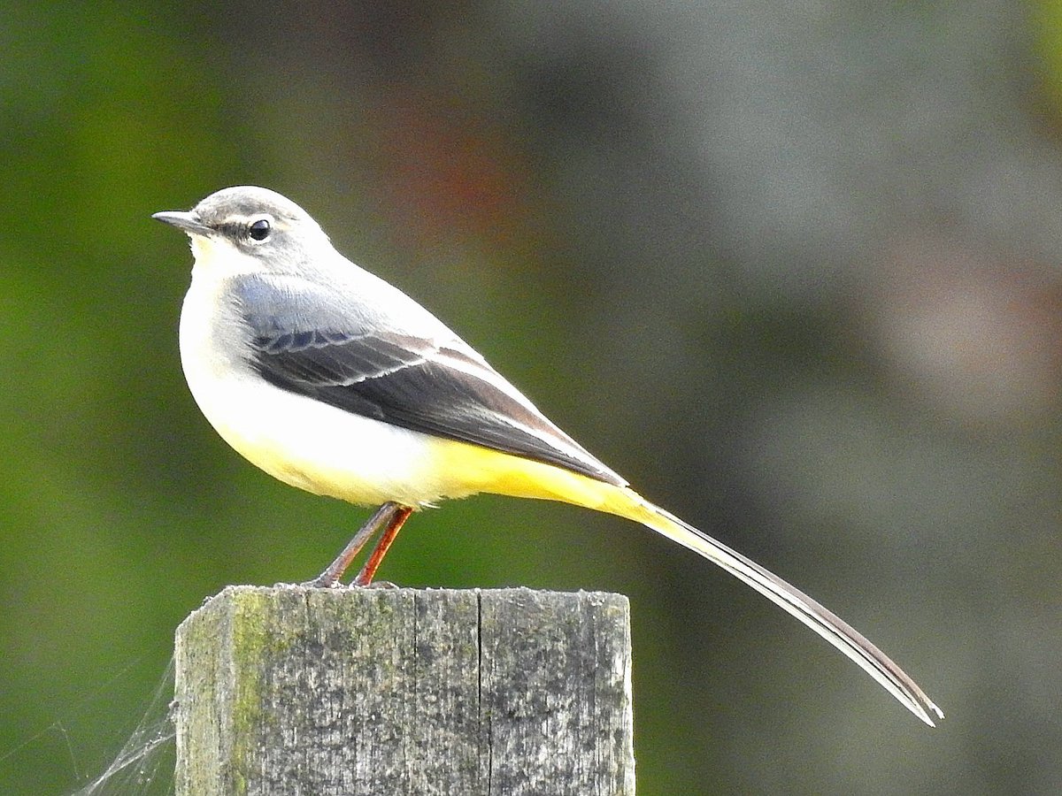 jcsctoan's tweet photo. Grey wagtail on a fence post.  Have a good day folks @Natures_Voice @RSPBScotland 🏴󠁧󠁢󠁳󠁣󠁴󠁿 #NaturePhotography #nature #wildlife #wildlifephotography #birds #birdphotography #birdwatching #TwitterNatureCommunity https://t.co/M0UuIqWVcp