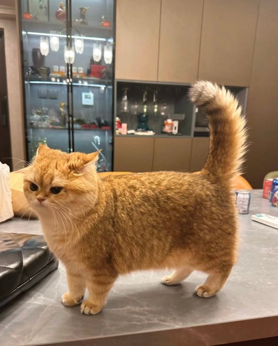 The Cats 𝕏 tweet media