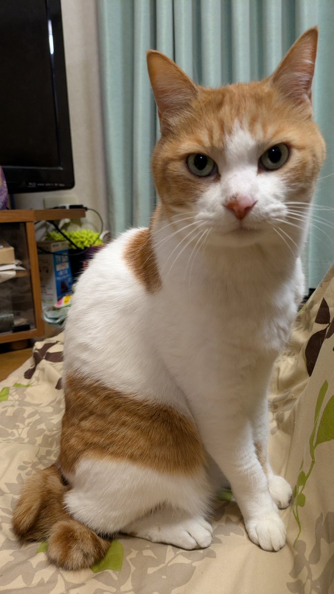 nenneko299's tweet photo. 今日は猫の日にゃー😸
これは、物音にびっくりして飛び起きたパル（笑）
#猫の日2025 
#猫の日 https://t.co/tIpNKxwtUY