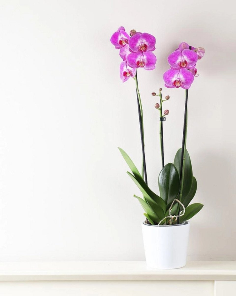 flowersbypost's tweet photo. 🌸Dark Pink Phalaenopsis – Also known as the Moth Orchid, this elegant beauty symbolizes love, luxury, and refinement. Its bold pink blooms make a striking statement in any home.

📲 Shop now at https://t.co/9Ix53FZxCp https://t.co/QKOJNpkipm