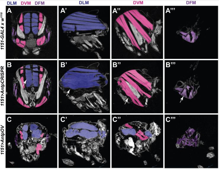 Autonomous function of Antennapedia in adult muscle precursors directly connects Hox genes to adult muscle development

Read this Research Report by Aakriti Singh, Katrin Domsch and colleagues:
journals.biologists.com/dev/article/15…