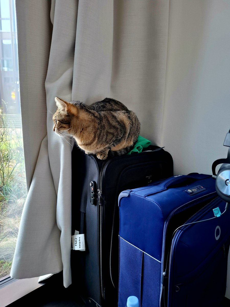I've always the best fluffy colleague when I must work at home 😸