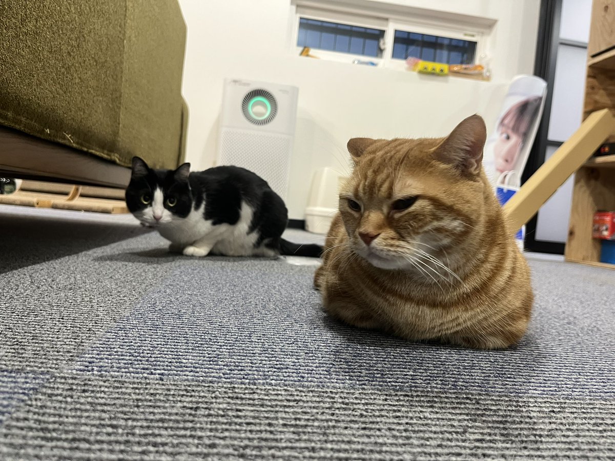 saraba_morita's tweet photo. 猫の日！愛でて愛でて愛でまくれ！

#猫の日 https://t.co/ZTcugdRY1l