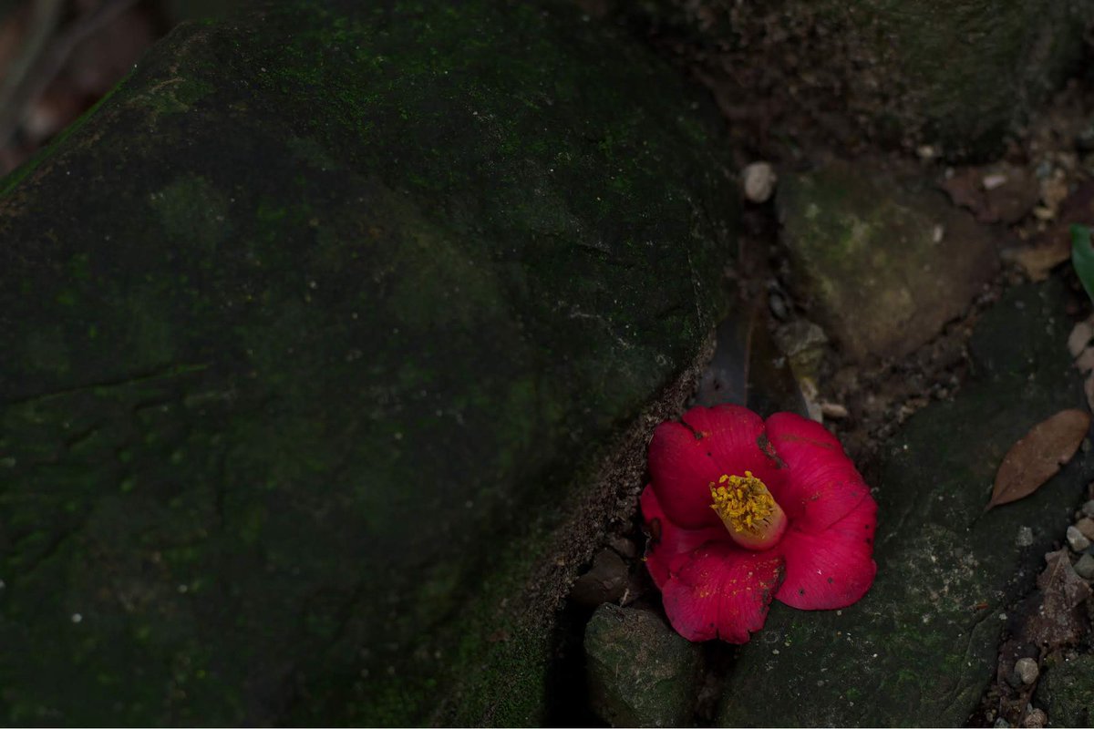 momotuyon's tweet image. こんばんは
写真は2019年2月22日のもの
#voigtländer_NOKTON58㎜ f1.4 SLⅡ
#KS2 #pentax