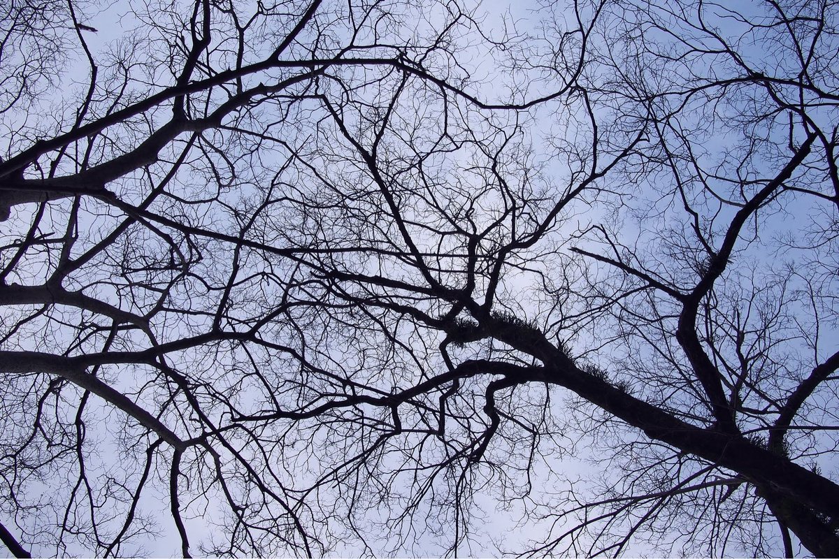 momotuyon's tweet image. こんばんは
写真は2019年2月22日のもの
#voigtländer_NOKTON58㎜ f1.4 SLⅡ
#KS2 #pentax