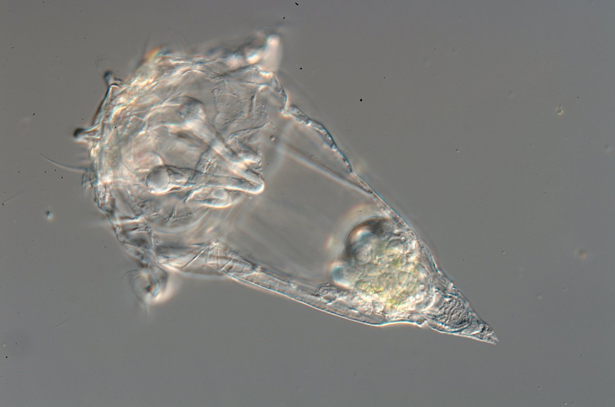 biwahaku's tweet image. ようやくマイクロバーで見られる琵琶湖の #プランクトン が冬の景色になってきました。
#ワムシ のように小型であったり、ホシガタケイソウやオビケイソウのように背景の一部と見間違いそうになったりする生き物も多いですので、ぜひじっくり観察してみてください。
#琵琶湖博物館 #びわ博 #ケイソウ