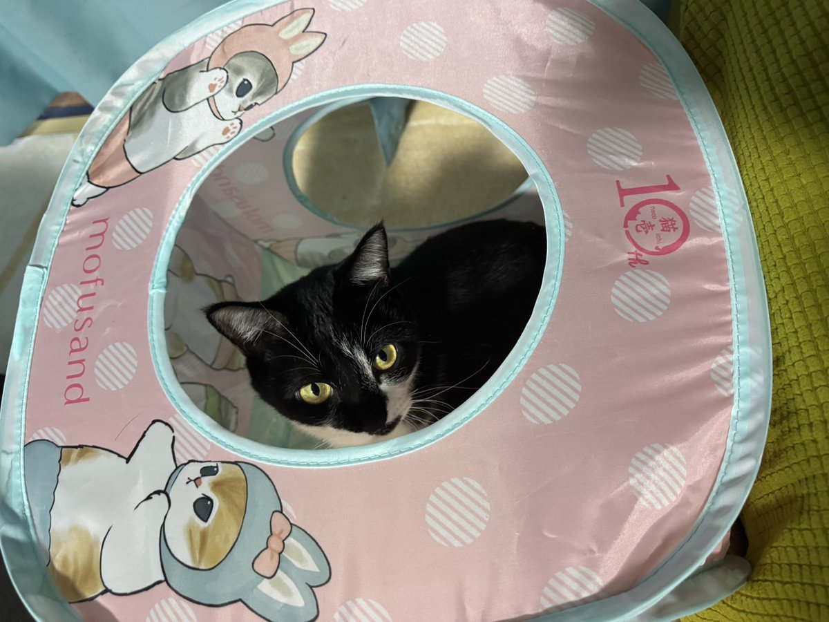37Naoko's tweet photo. #猫の日
ハルとナツ https://t.co/Sq2AW143oI