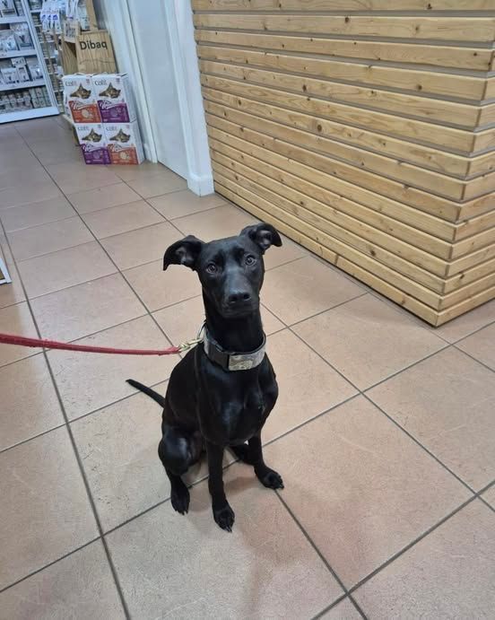 ZarpasyColmillo's tweet photo. Aura ha pasado estos días por el veterinario para su esterilización 
Como veis es una perrita preciosa mezcla de galgo,que está esperando su oportunidad para ser adoptada ! ¿Te animas? contacto@zarpasycolmillos.es https://t.co/abPokqnzwJ