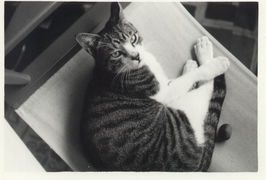 猫の日だそうなので
かつて一緒に暮らして
旅に出たきり帰らないうちのみうの写真を上げます
どこかで会ったらうちに帰るように言ってください 
