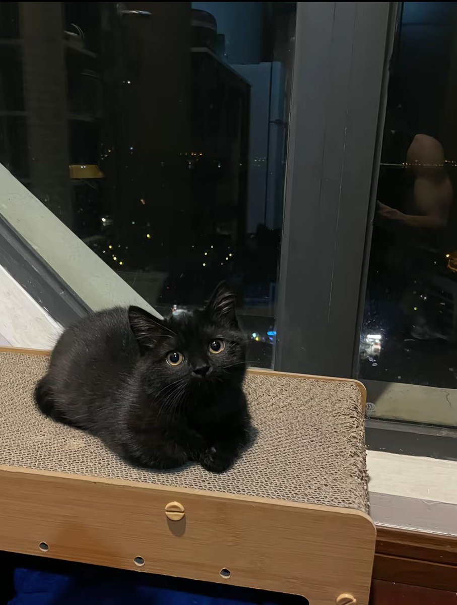 🐈‍⬛ tweet media