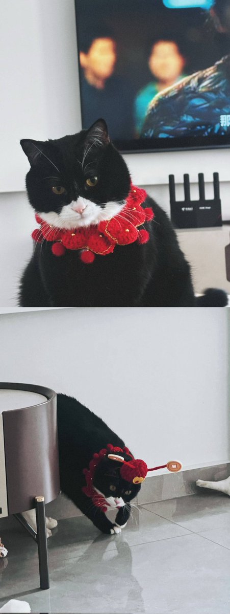 heiipinkpink's tweet photo. kucing emesh ini udh ga ada ya, sbg cat lovers tau bgt rasanya kek apa 😭 https://t.co/0jCE58xY6M