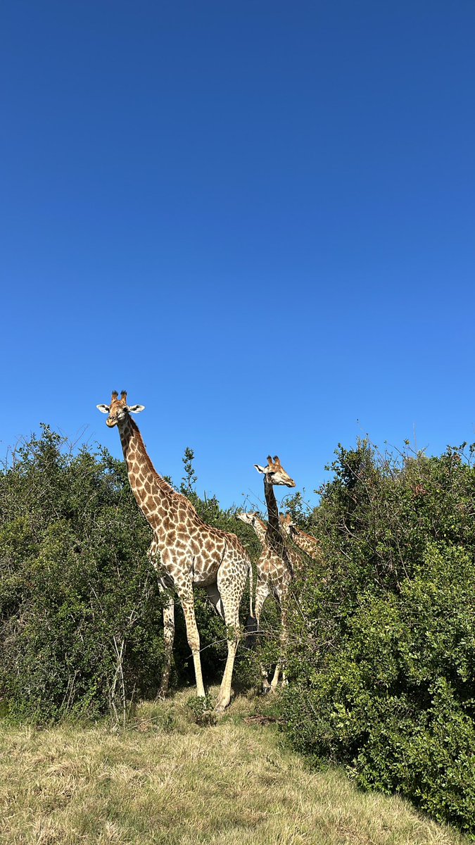 balbastaki_'s tweet photo. Adventures partner👩🏻‍❤️‍👨🏻
South Africa-Botlierskop private game🇿🇦 https://t.co/73XrcWul1J