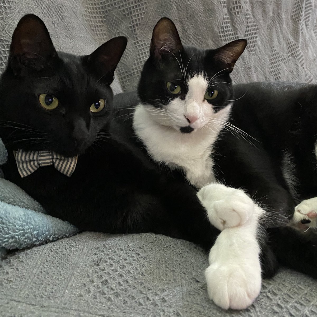 ako512's tweet photo. #猫の日 https://t.co/zYTcBXOW2n