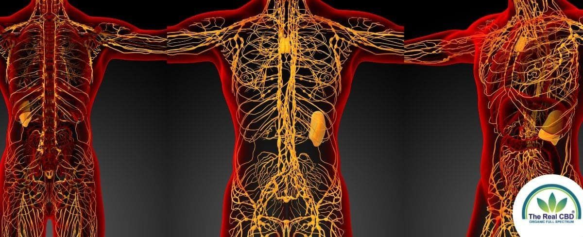 The_real_cbd's tweet photo. CBD for the Lymphatic System
https://t.co/UsbopPS2Zs https://t.co/66C6wE9old